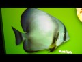 Batman Fish Batfish Man
