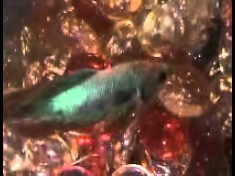 how to cure ich in betta fish