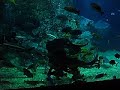 shark-feeding.html