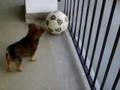 il mio cucciolo fragolino