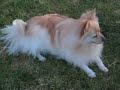 ポメラニアン動画