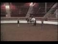 Appaloosa Hunter Under Saddle horse for sale, Spun Gold Loveaffair (SOLD)