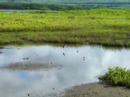 Hawaiian Stilt at Bird Sanctuary