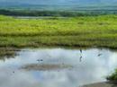 Hawaiian Stilt at Bird Sanctuary