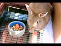 Baby Dutch Bunny Eating
