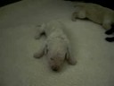10 Day Old Thirsty Puppies 10 Day Old Thirsty Puppies