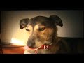 dog-m2-test.html