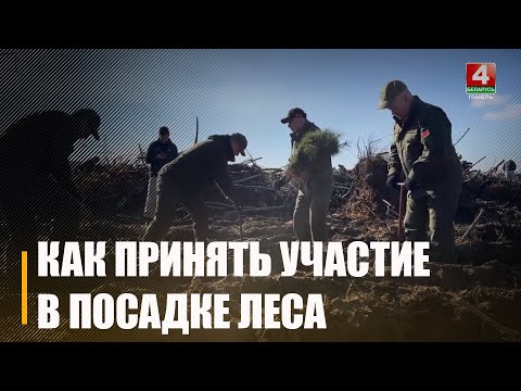Жителей Гомельщины приглашают присоединиться к акции «Дай лесу новае жыццё!» видео