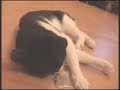 Taro - el gato yonki