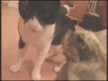 Taro - el gato yonki