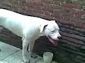 Siecko Dog Argentino Vs Cane Corso