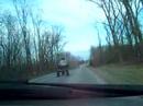 Chads Wheelie down peck road HONDA TRX 450R 