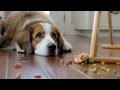 The Dog Strikes Back: 2012 Volkswagen Game Day Commercial