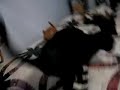 wild crazy kittens on the loose