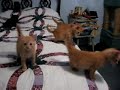 wild crazy kittens on the loose
