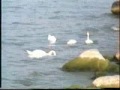 Lago di Garda: mattino