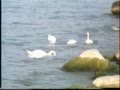Lago di Garda: mattino