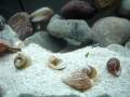Neolamprologus caudopunctatus 'Red fin' and Gold Neolamprologus occelatus