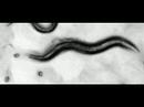nematodos-caorhabditis-elegans-defecacion.html