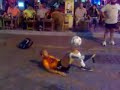[Video]