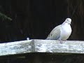 Mourning Dove and an Oregonian Junco II
