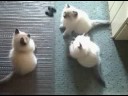 All the cool cats love YYF All the cool cats love YYF