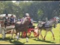 Exposição internacional do cavalo lusitano