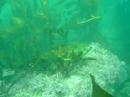 Lingcod