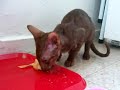Oriental kittens eat whole-prey: chicks