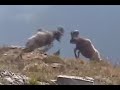 Bighorn Sheep - Rams Butting Heads