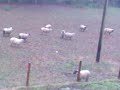Frozen sheep.3gp