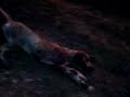 perro atropellado1
