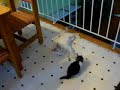Click here to watch this video CAT FAIL - Katze fällt