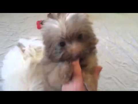 Video of Hazel the Pomapoo