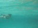 Ocean Man