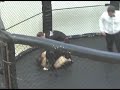 Shootfighting STHLM Shoot vs. Escalate MMA Shootfighting STHLM Shoot vs. Escalate MMA