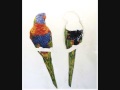 Rainbow Lorikeets by Jason Swain