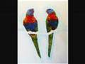 Rainbow Lorikeets by Jason Swain