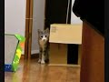 awesome vid, this cat is a sneaky bastard

new version @ http://nl.youtube.com/watch?v=4skqxtd-9jq