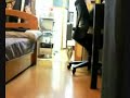 Sneaky cat coming closer while not moving HORROR! Sneaky cat coming closer while not moving HORROR!