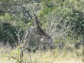 Mother & Baby Giraffe Hluhluwe