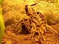 Paarung Grammostola rosea mating Paarung Grammostola rosea www.spinnennetz.at(c) edwin kreiger