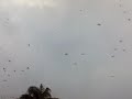 Burung layang-layang