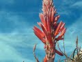 A tribute to the natural beauty of South Africa, with music by Enya.The first part of the music is the song 