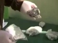 Carabineros incautó cerca 90 mil dosis de droga en diversos operativos en Antofagasta