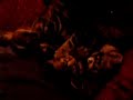Kung Fu Kittens 2.mp4