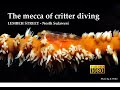 Lembeh Street - the mecca of critter diving by johannes weber