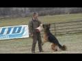 videos de Schutzdienst Deutscher Schäferhund Fabo von der Liebeswarte