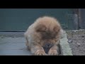 Chow chow puppy Desna