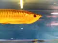 My golden arwana ( Mukund Pilankar India )